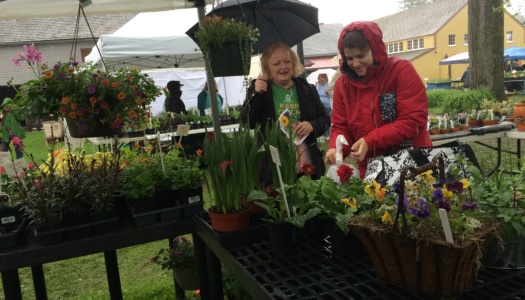 Herb and Garden Faire Blooms, Despite the Rain