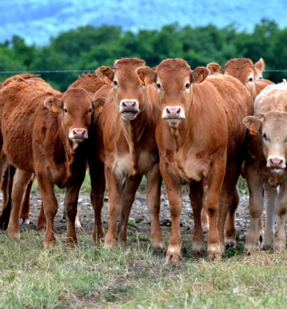 A herd of cows stand closely together.