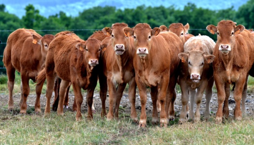 Cattle Trader Roped into Fraudulent Herd Deal