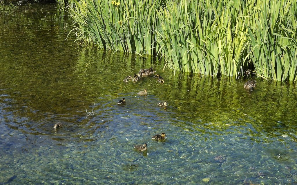 Ducks on a pond