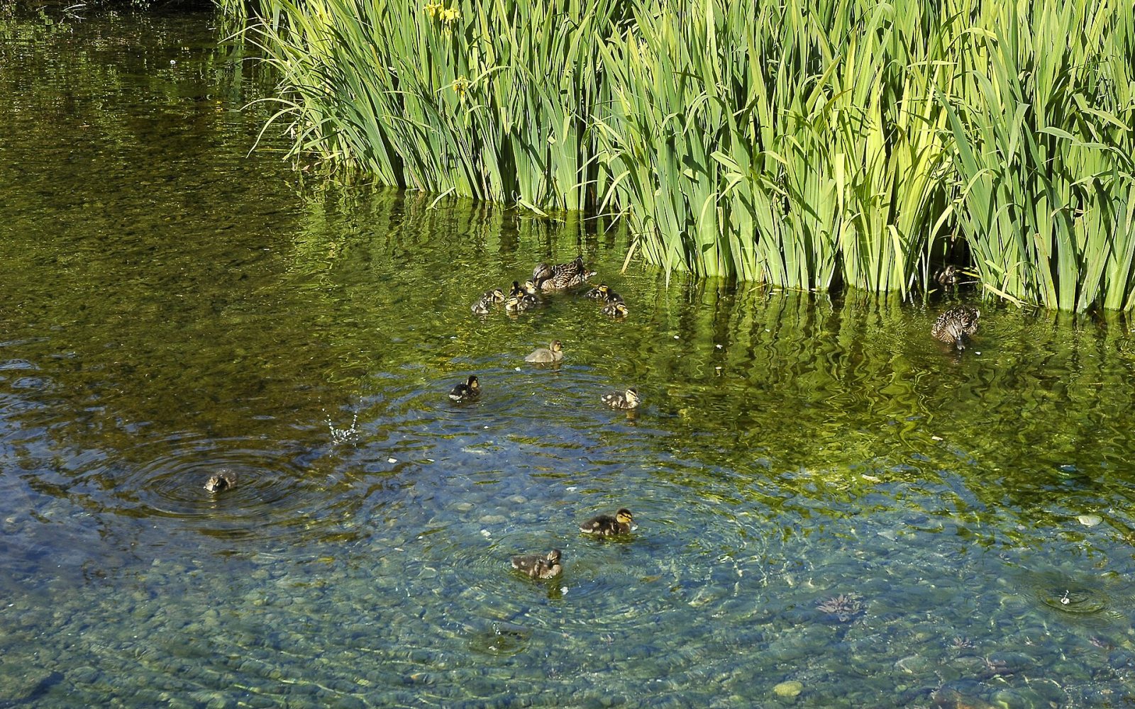 Ducks on a pond