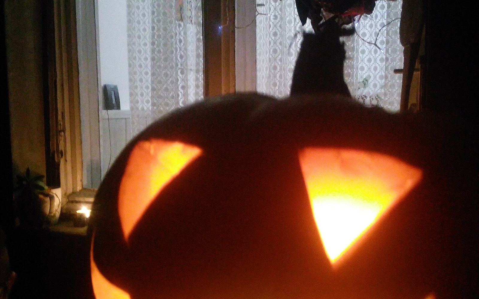 Glowing jack-o'-lanterns at night