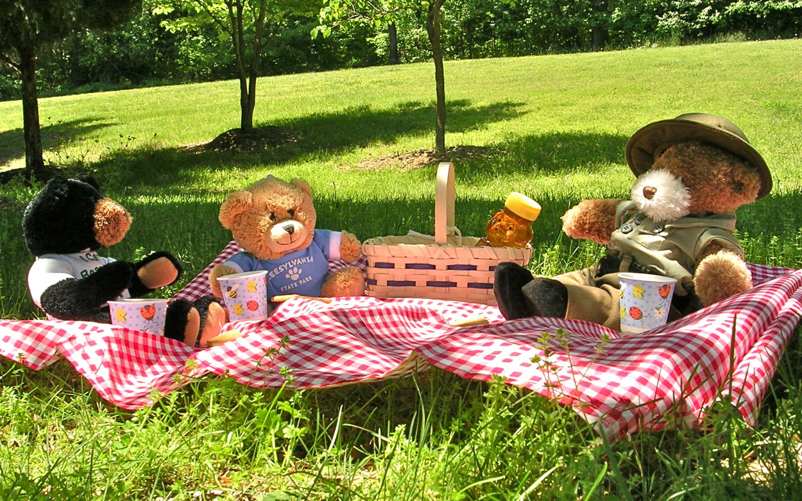 Teddy bears gathered for a picnic