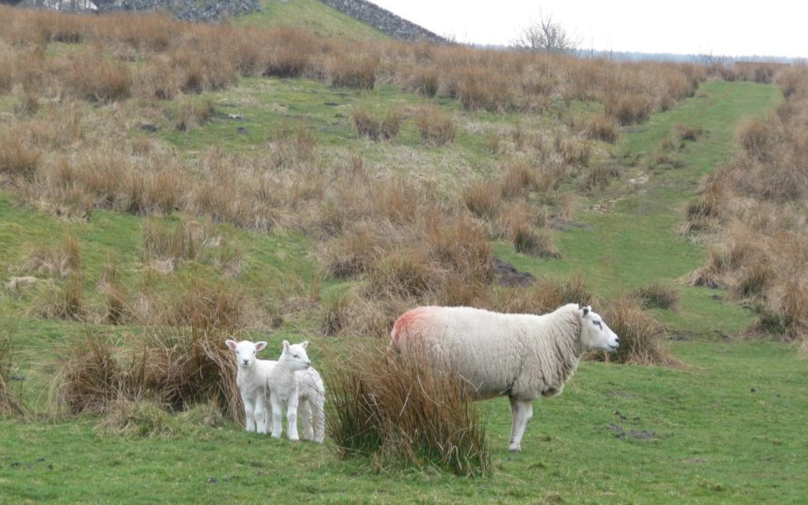 Newborn lambs in a barn