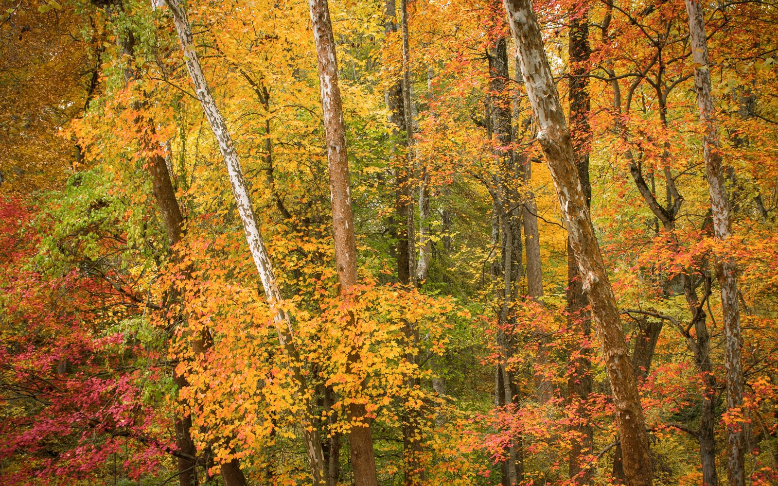 An autumn forest in Pennsylvania
